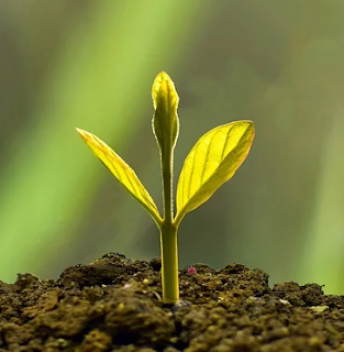 How to Crop an Image With GIMP - Fourth How to Crop an Image With GIMP - Fourth